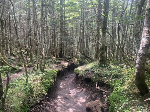 森林の中を歩く黒斑山中コース