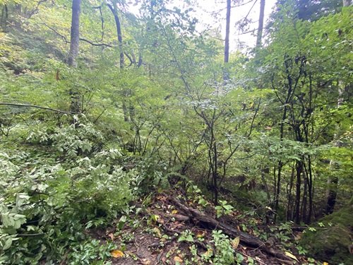 葬沢周辺の様子