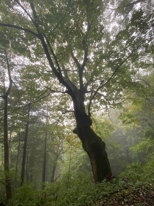鳥居峠の幻想的な風景