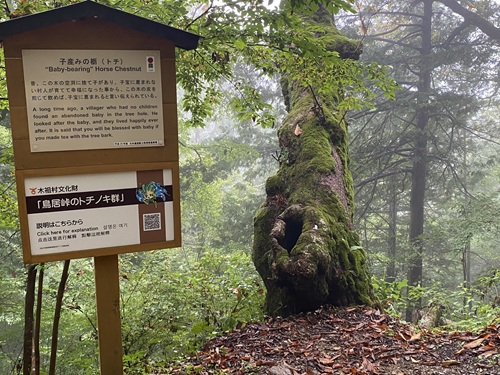 子産みのトチノキ