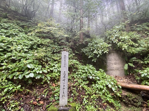 鳥居峠のトチノキ群