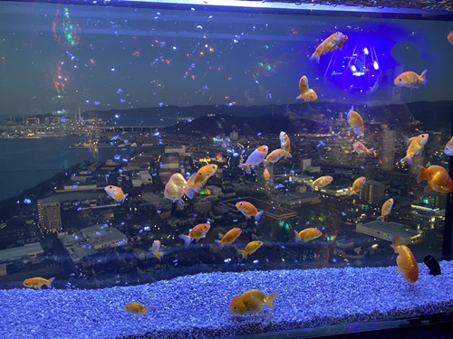 ソラキンの外の街をバックに泳ぐ金魚たち