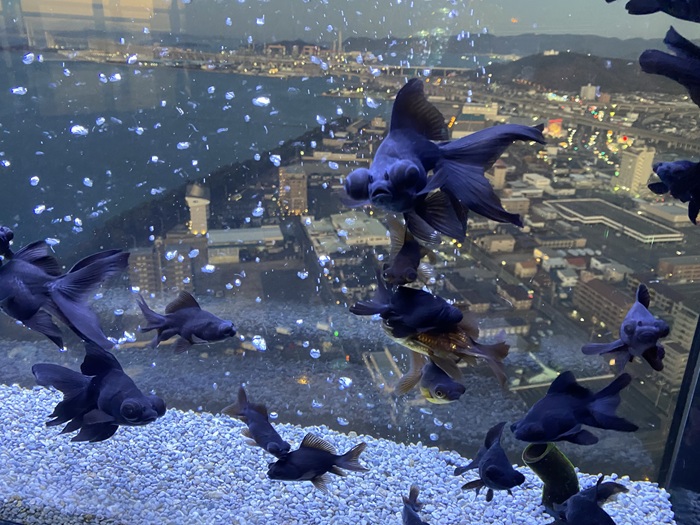 街の風景をバックに泳ぐ金魚