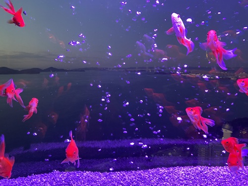 瀬戸内の海をバックに泳ぐ金魚たち