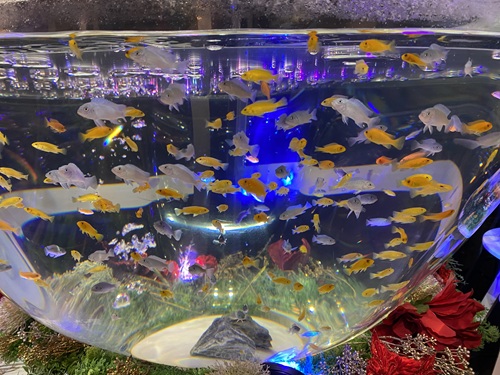 ソラキン４階で球体の中を泳ぐ熱帯魚