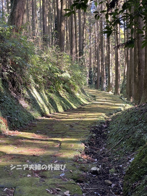 杉木立の中を歩く龍門司坂