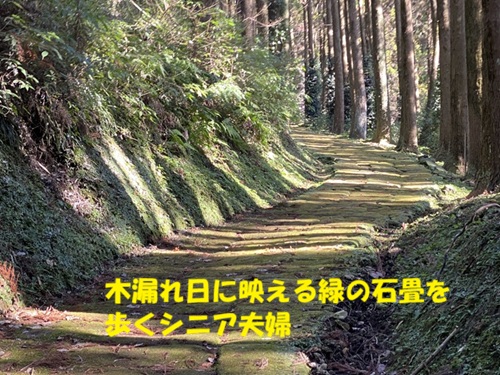 木漏れ日に映える緑の石畳を歩くシニア夫婦