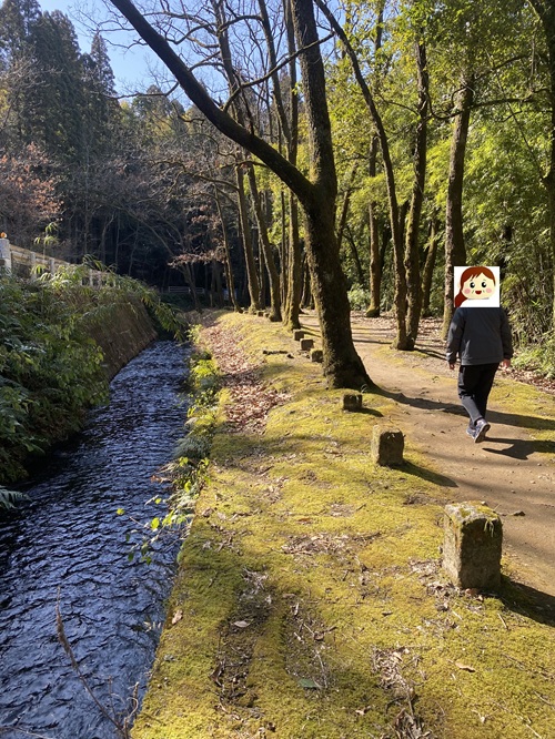 木立の道を歩くさっとん
